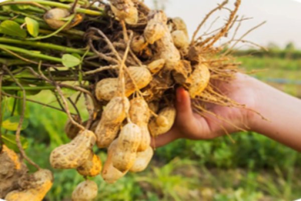 Tree-Trimming & Removal